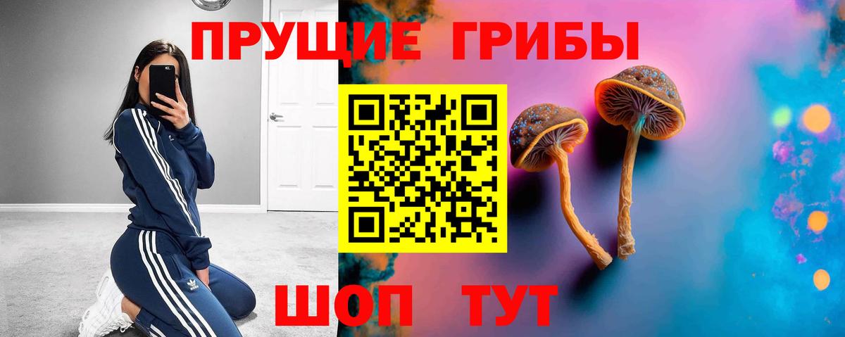 Галлюциногенные грибы Psilocybe Менделеевск